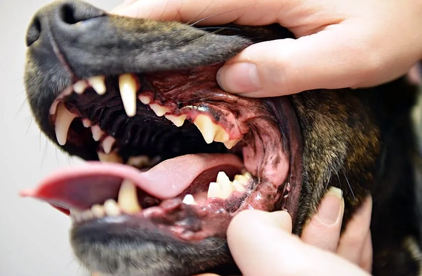 Close-up of a dog's teeth during an oral examination
