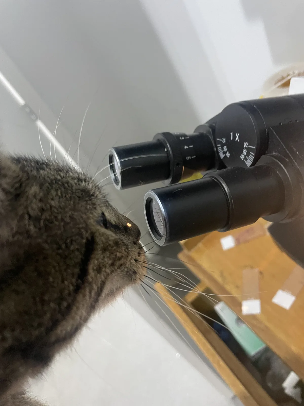 Cat beside a microscope used for examining diagnostic samples