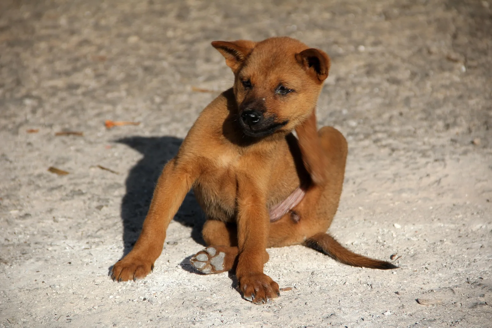 Brown puppy scratching its side with a hind leg