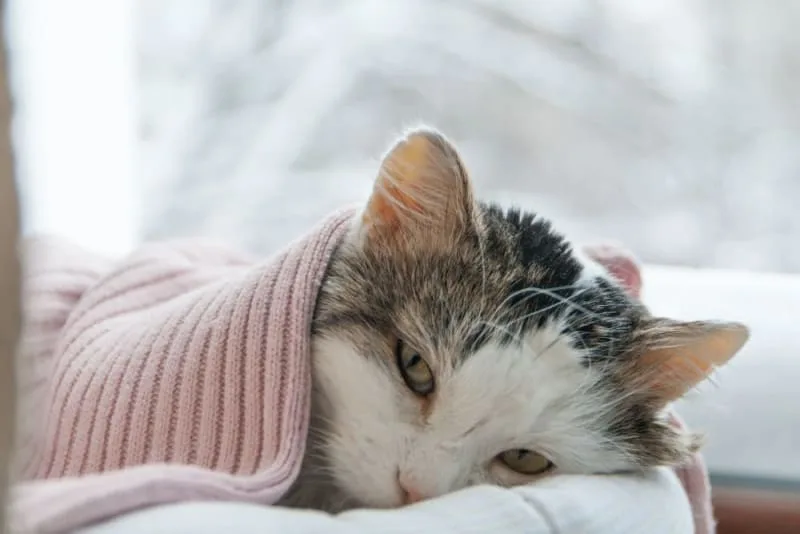 Cat resting under a blanket