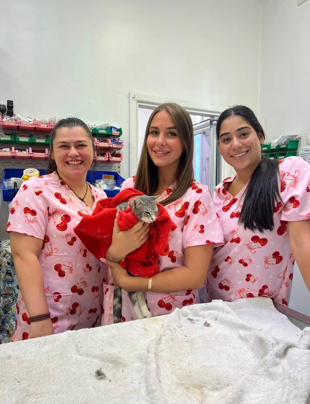 Five Dock veterinary nurses comforting a cat during a consultation